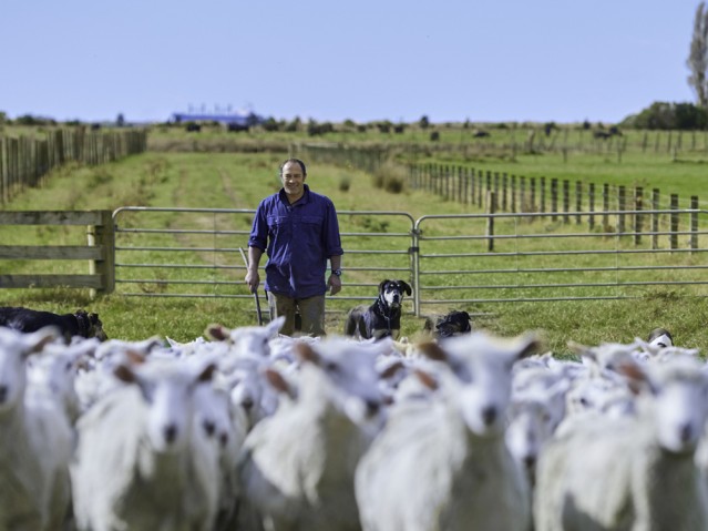 Farmer and sheep in New Zealand